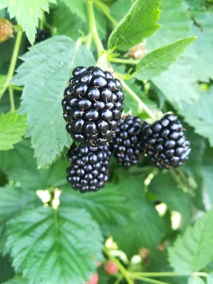 Degustazione a km zero nel vecchio fienile nell'entroterra nord del Lago di Garda 22 Degustazione a km zero nel vecchio fienile nell'entroterra nord del Lago di Garda 22